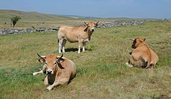 playeau de aubrac